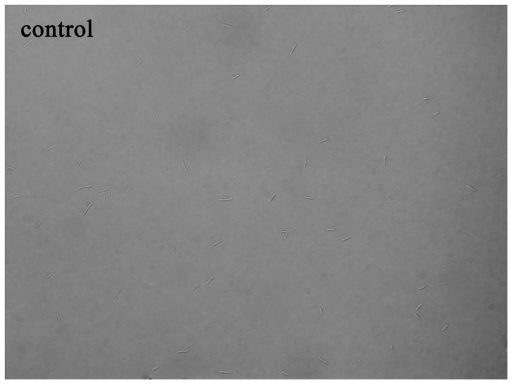 Application of a 6-dimethylaminoquinoline aromatic vinyl derivative in the preparation of anti-drug resistant bacteria