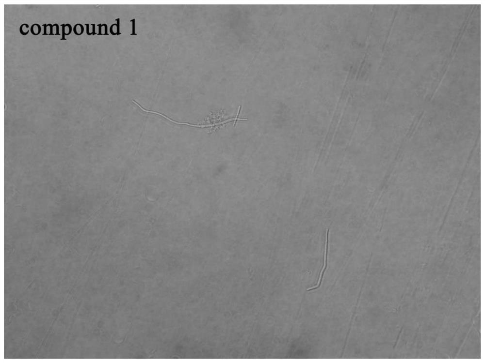 Application of a 6-dimethylaminoquinoline aromatic vinyl derivative in the preparation of anti-drug resistant bacteria