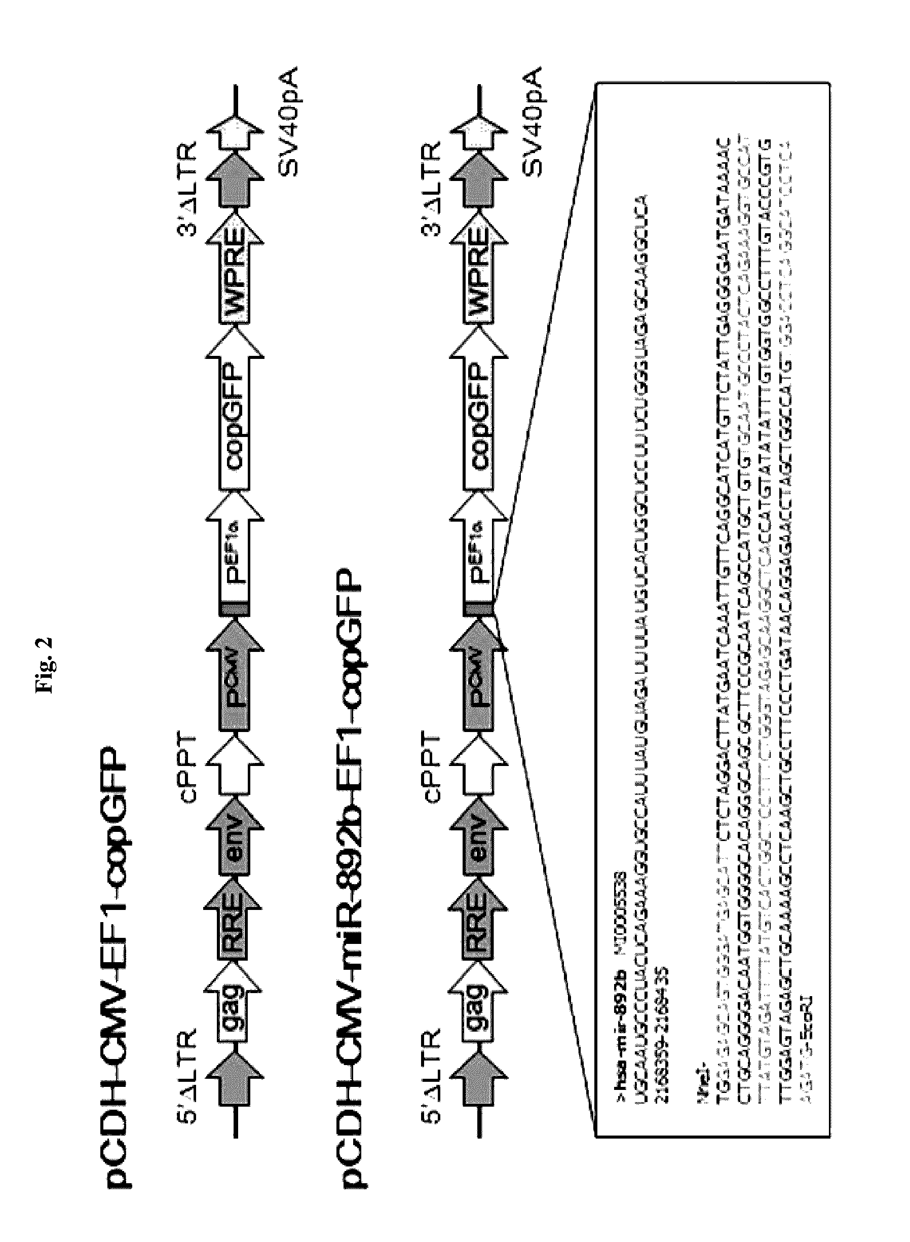 Composition for promoting chondrocyte differentiation or treating cartilage diseases, containing KLF10 expression inhibitor, and method for promoting cartilage differentiation by using same