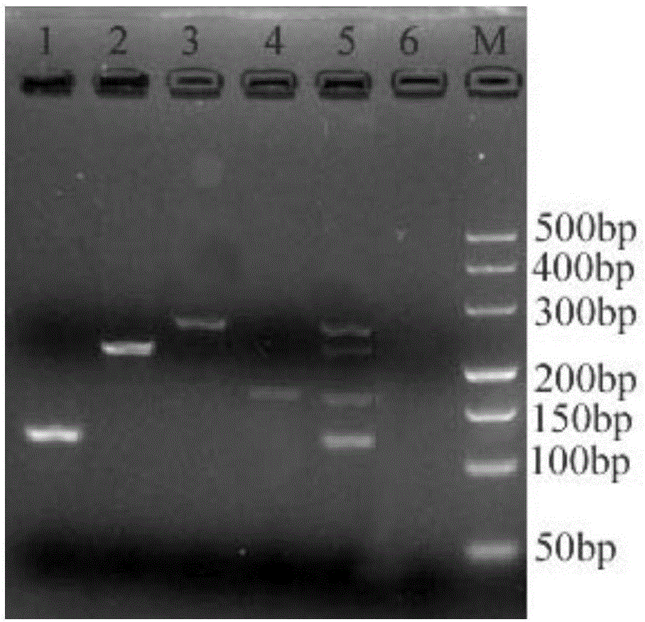 Multiplex fluorescence analysis method for simultaneous detection of four rat parvoviruses and kit