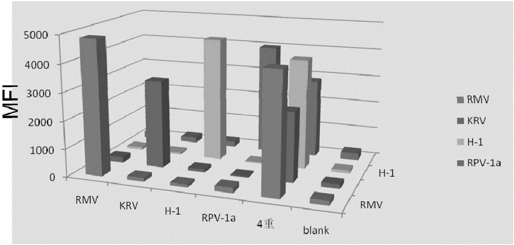 Multiplex fluorescence analysis method for simultaneous detection of four rat parvoviruses and kit