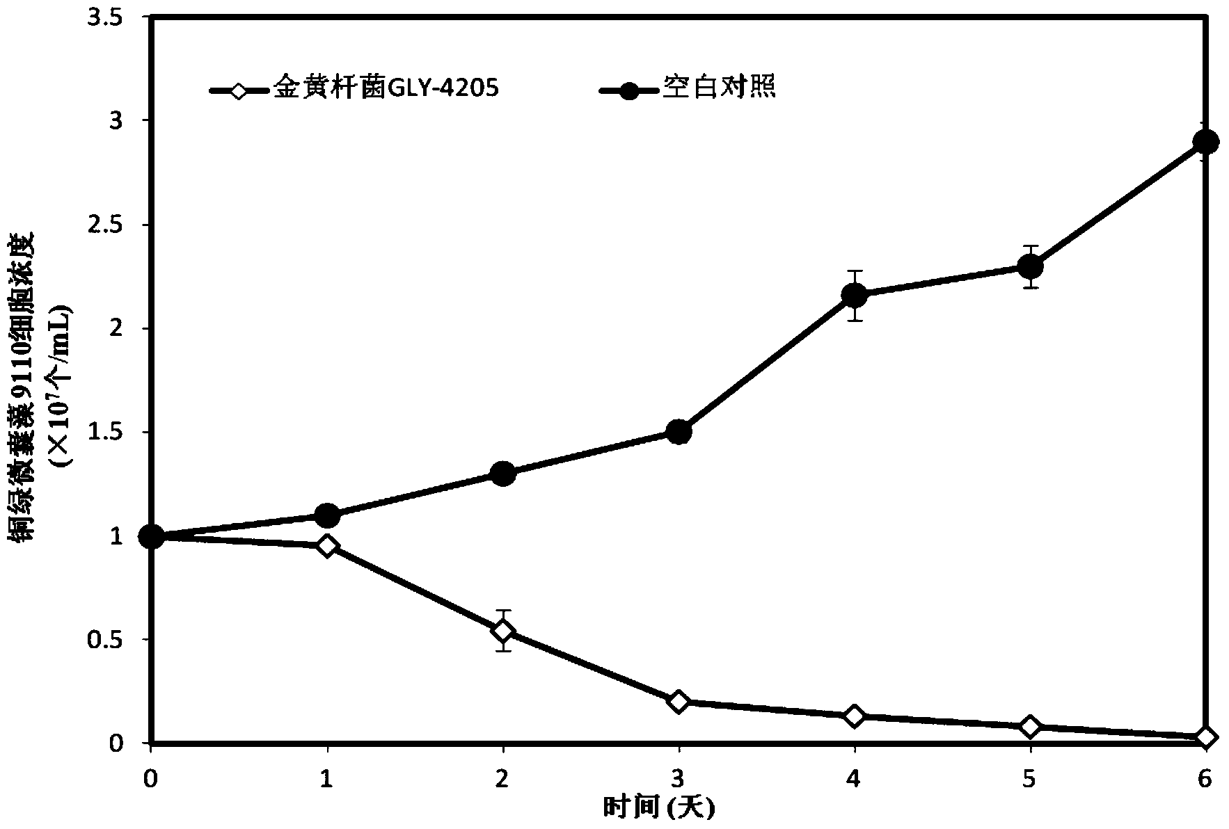 Algicidal Chryseobacterium sp. and its application in cyanobacterial bloom control