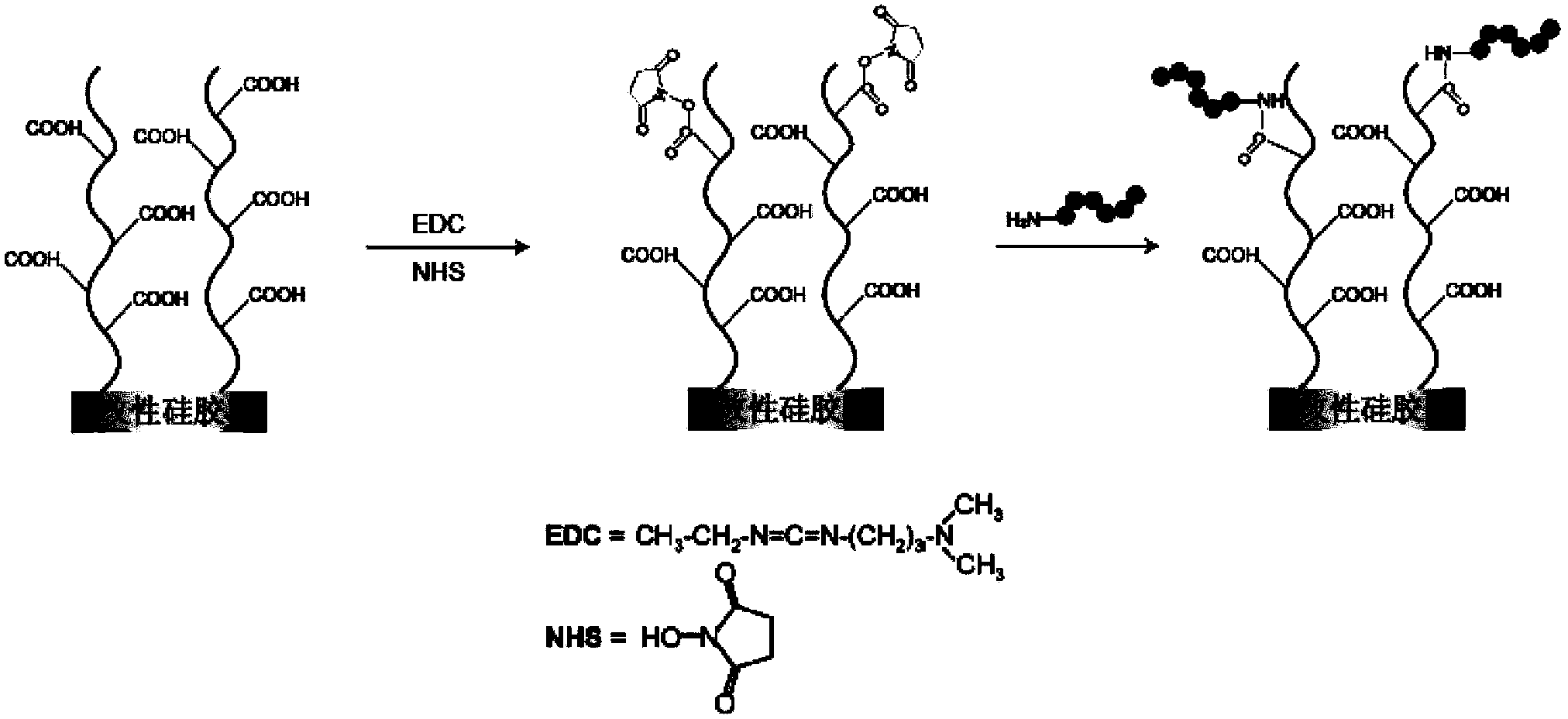 Polypeptide, detector containing the polypeptide, and detection kit containing the polypeptide