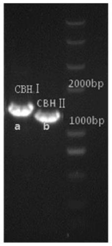 Method for constructing exoglucanase Cel6A and Cel7A in heterologous expression in pichia pastoris