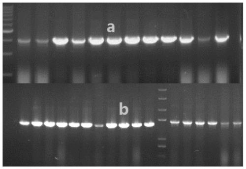 Method for constructing exoglucanase Cel6A and Cel7A in heterologous expression in pichia pastoris