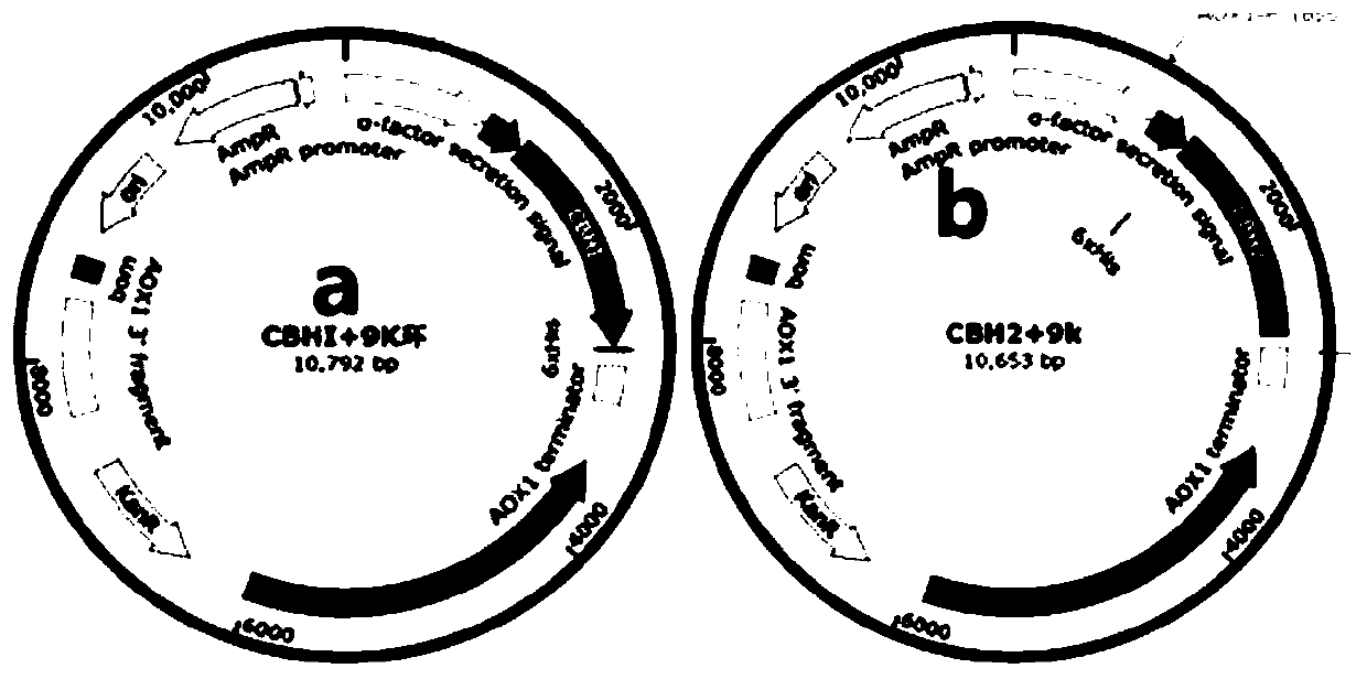 Method for constructing exoglucanase Cel6A and Cel7A in heterologous expression in pichia pastoris