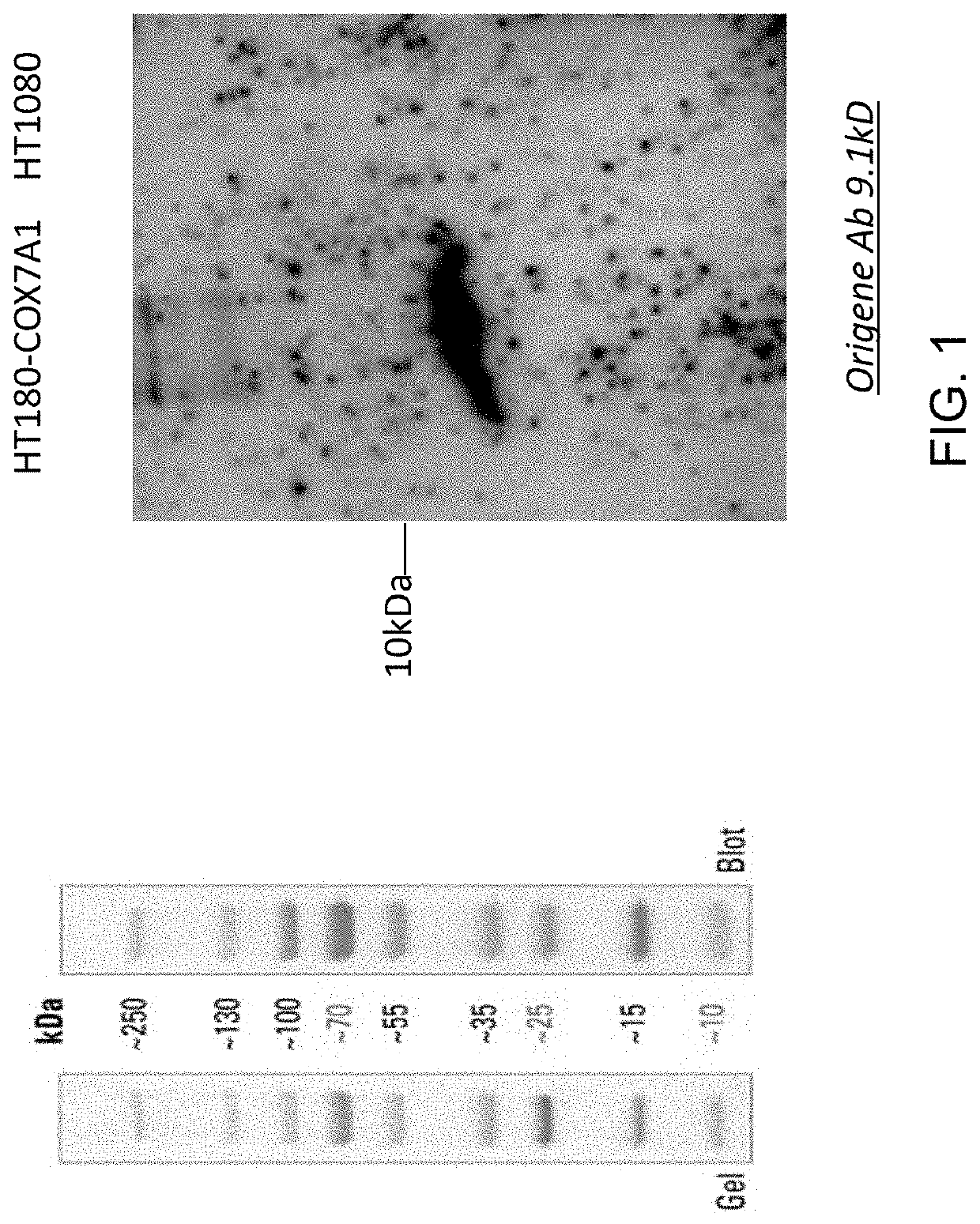 Compositions and methods for detecting cardiotoxicity