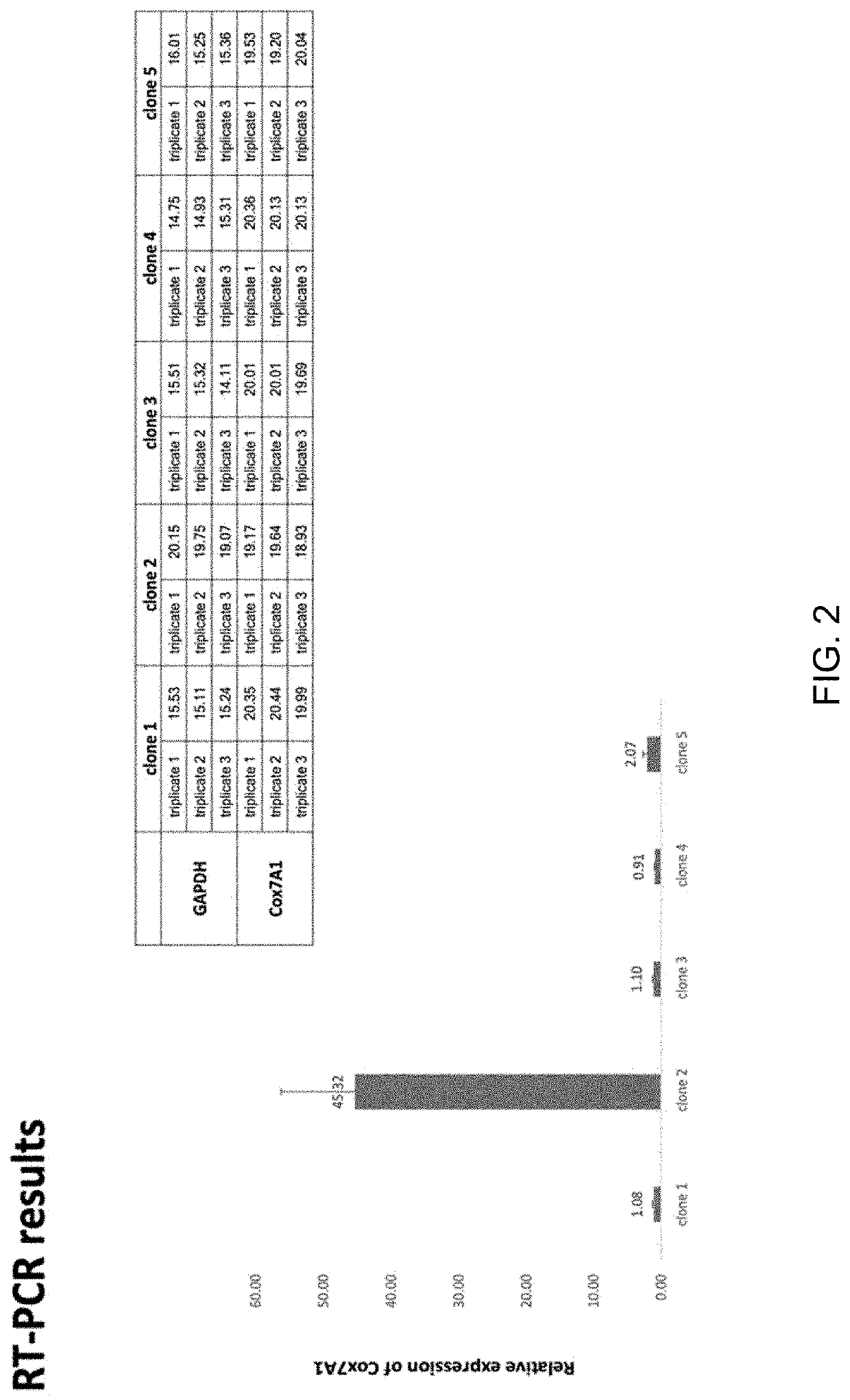 Compositions and methods for detecting cardiotoxicity
