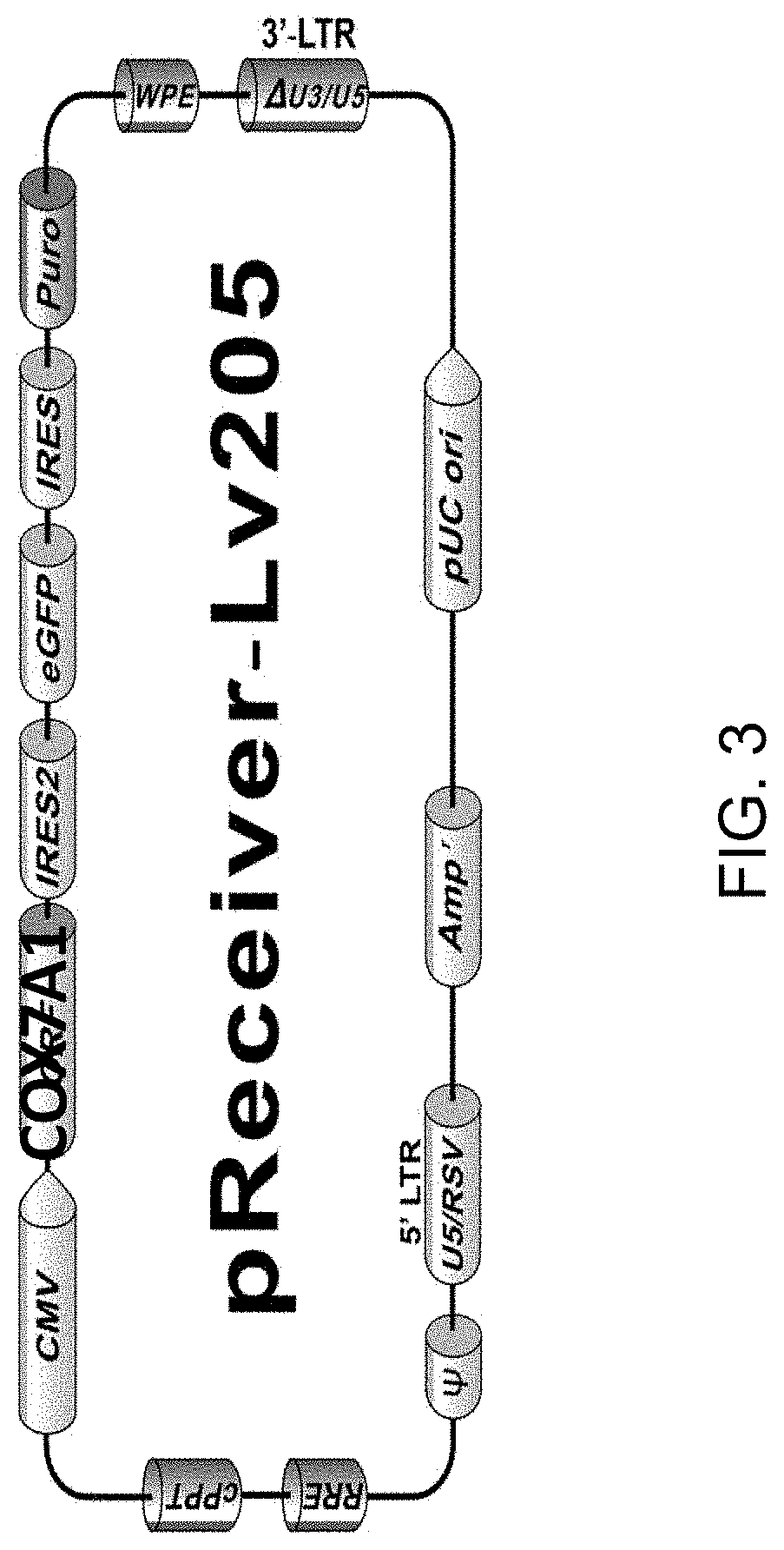 Compositions and methods for detecting cardiotoxicity