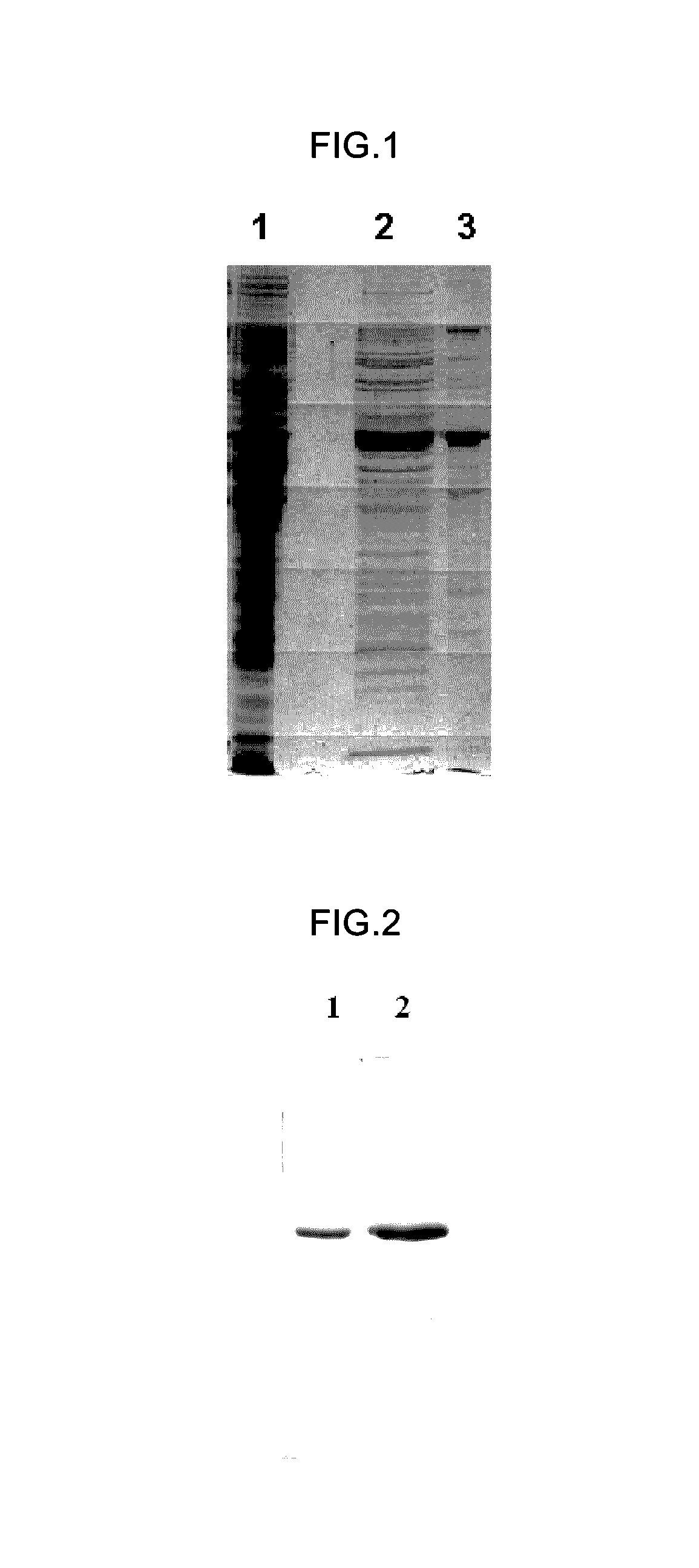 Truncated L1 protein of human papillomavirus type 11