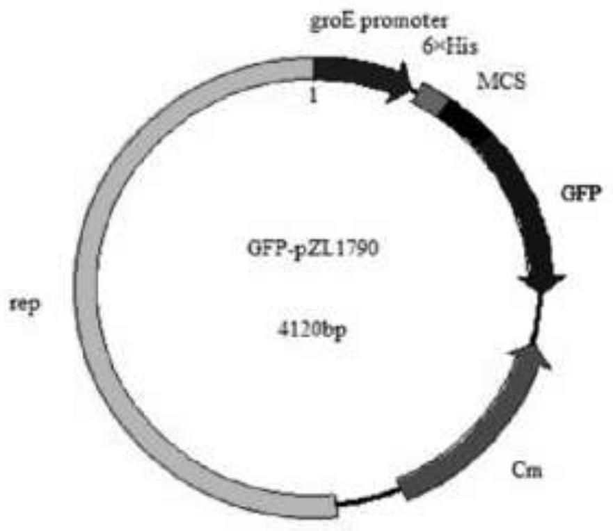 Brucella crassa of a recombinant Chlamydia psittaci outer membrane protein MOMP gene and its vaccine production method