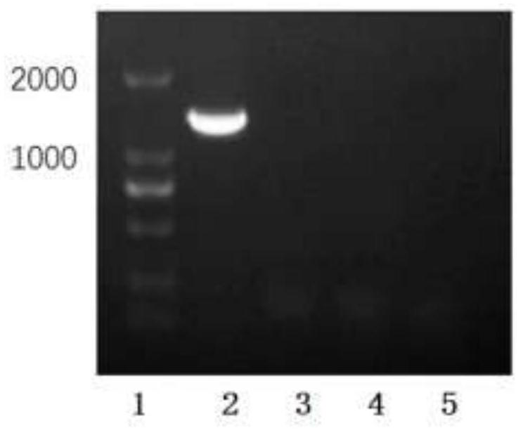 Brucella crassa of a recombinant Chlamydia psittaci outer membrane protein MOMP gene and its vaccine production method