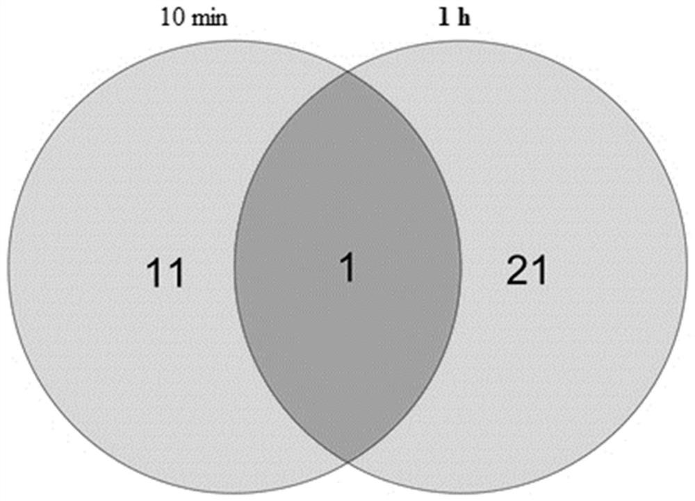 Application of specific protein WIPI1 in early myocardial infarction diagnostic reagent and kit