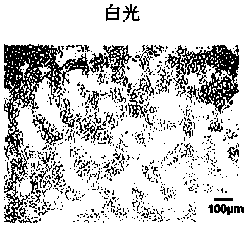 Brain-targeted exosome and preparation method and applications thereof