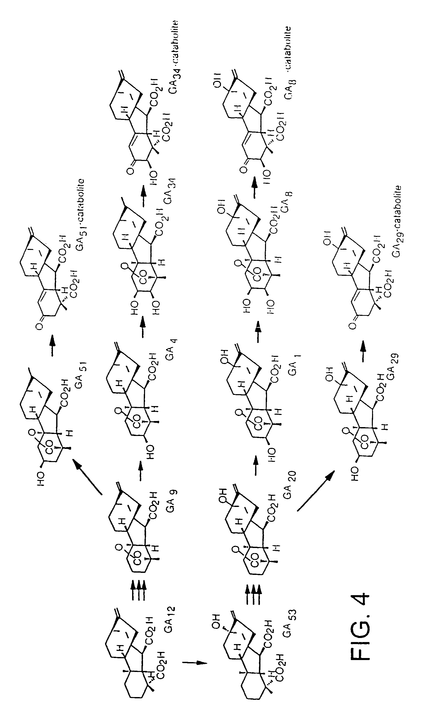 Gibberellin 2-oxidase
