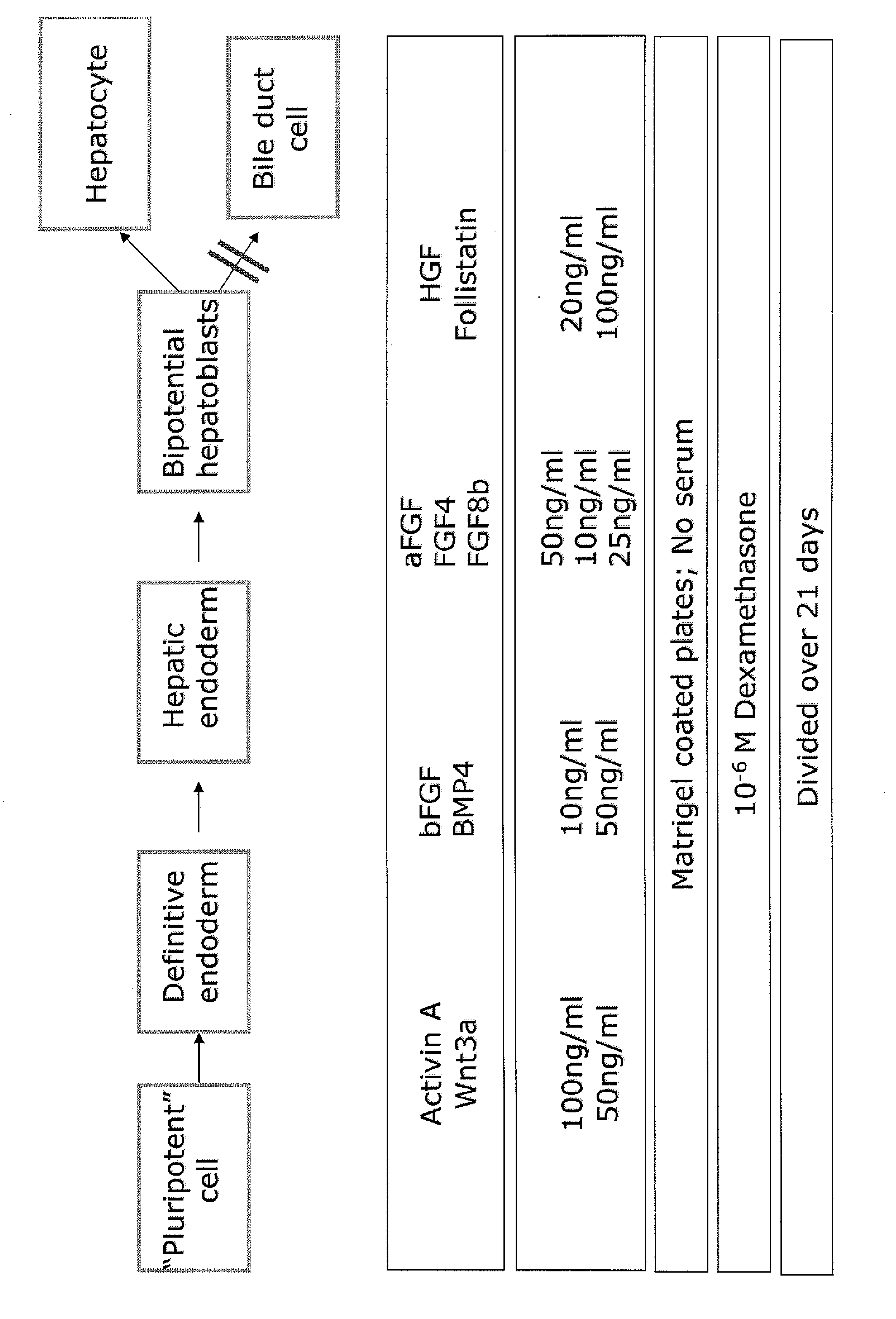 Optimized Methods for Differentiation of Cells into Cells With Hepatocyte and Hepatocyte Progenitor Phenotypes, Cells Produced by the Methods, and Methods of Using the Cells