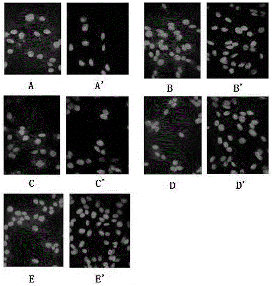 Reagent capable of preventing and eliminating pollution of mammalian cells