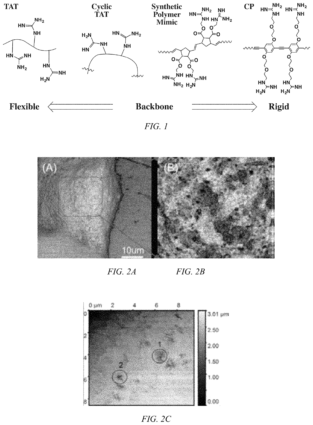 Modulated guanidine-containing polymers or nanoparticles