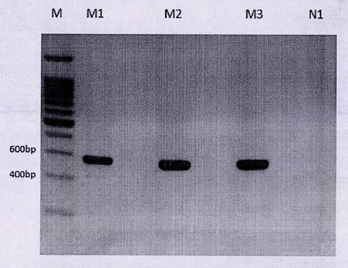 A method for rapid identification of ivory-participating sea cucumbers