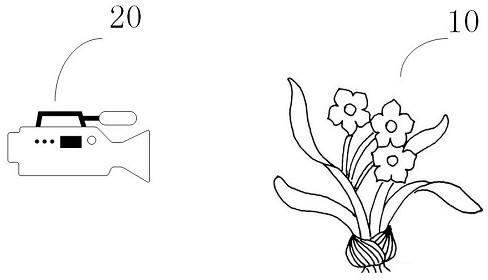 Shooting method, device, electronic device and storage medium of flower blooming process