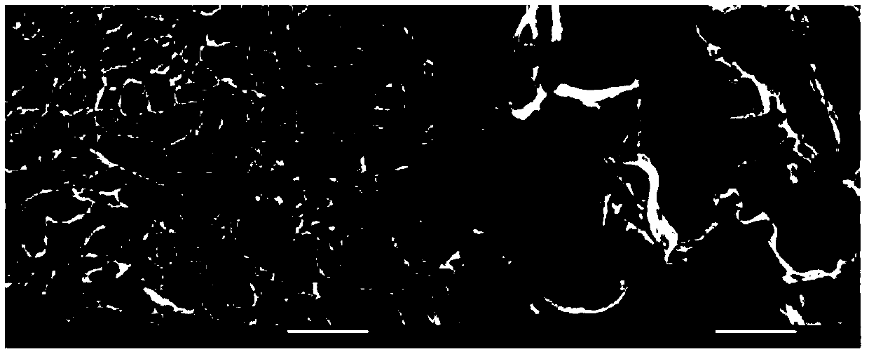 Sodium alginate/N-succinyl chitosan composite aerogel and preparation method and applications thereof