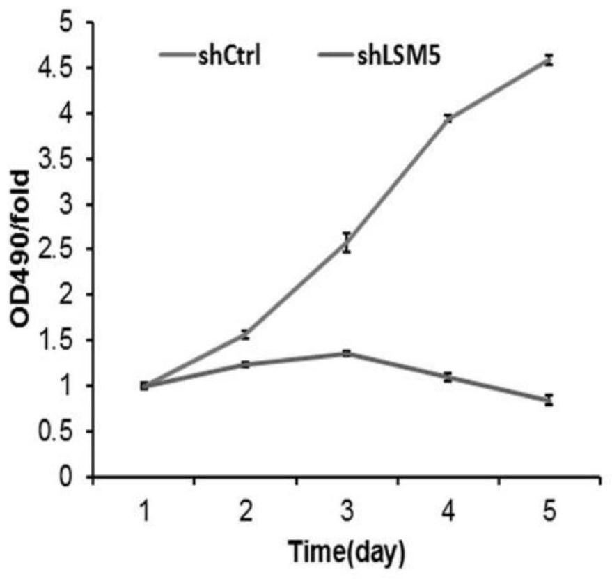 Use of human lsm5 gene and related products