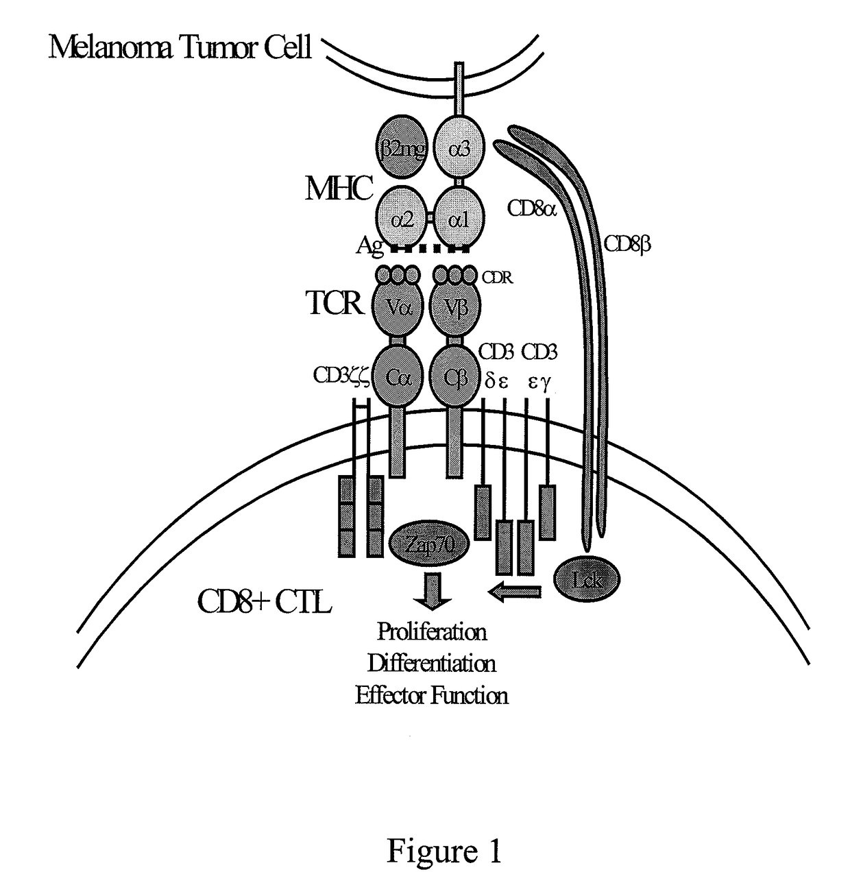 MART-1 T cell receptors