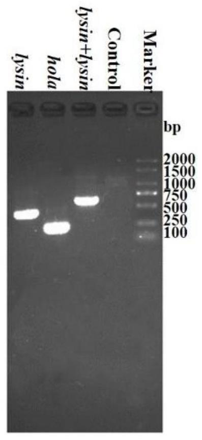 Lyase from vibrio alginolyticus bacteriophage and application thereof