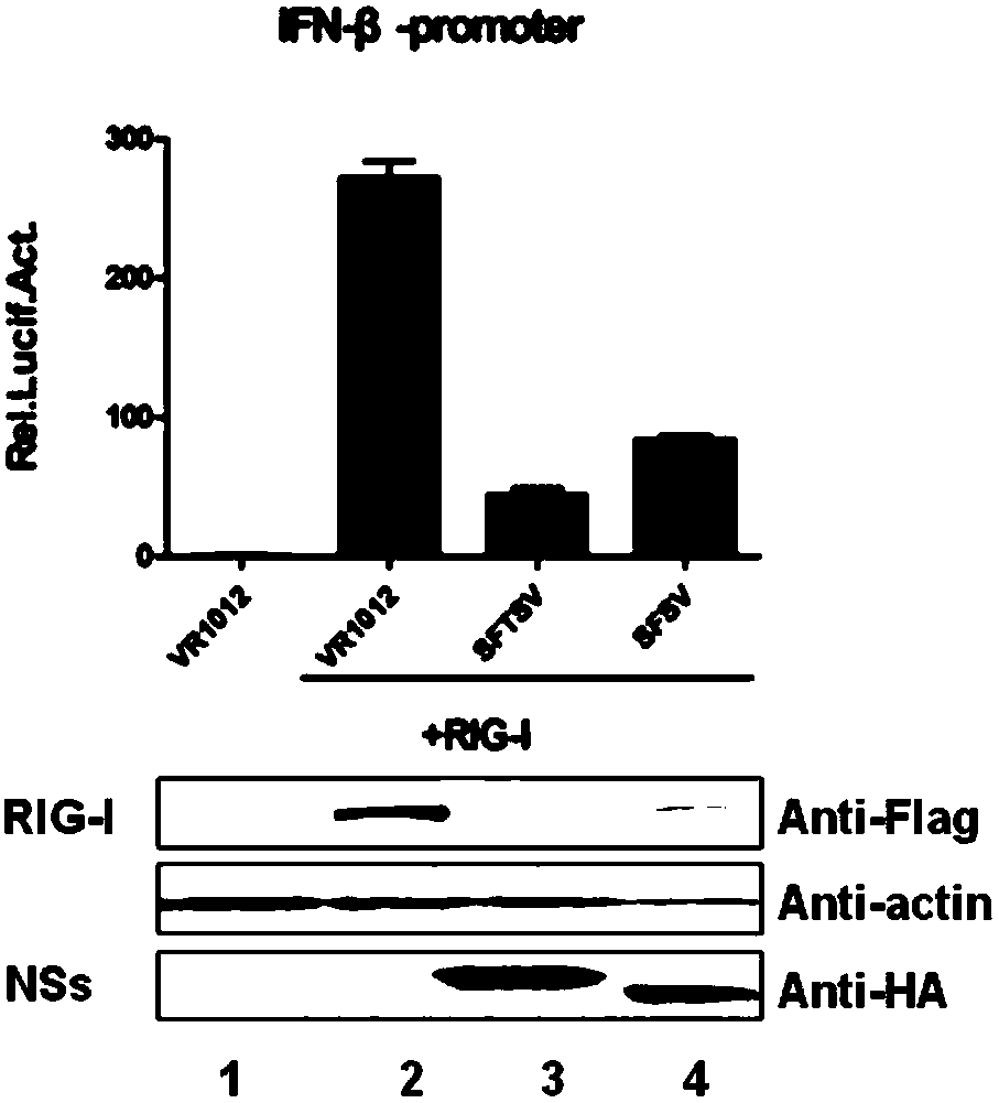 Application of compound MLN4924 in preparation of bunyaviridae phlebovirus virus inhibitor