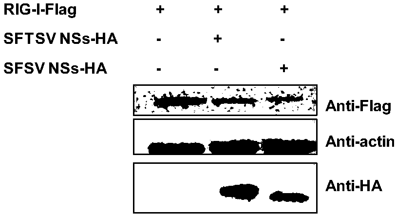 Application of compound MLN4924 in preparation of bunyaviridae phlebovirus virus inhibitor