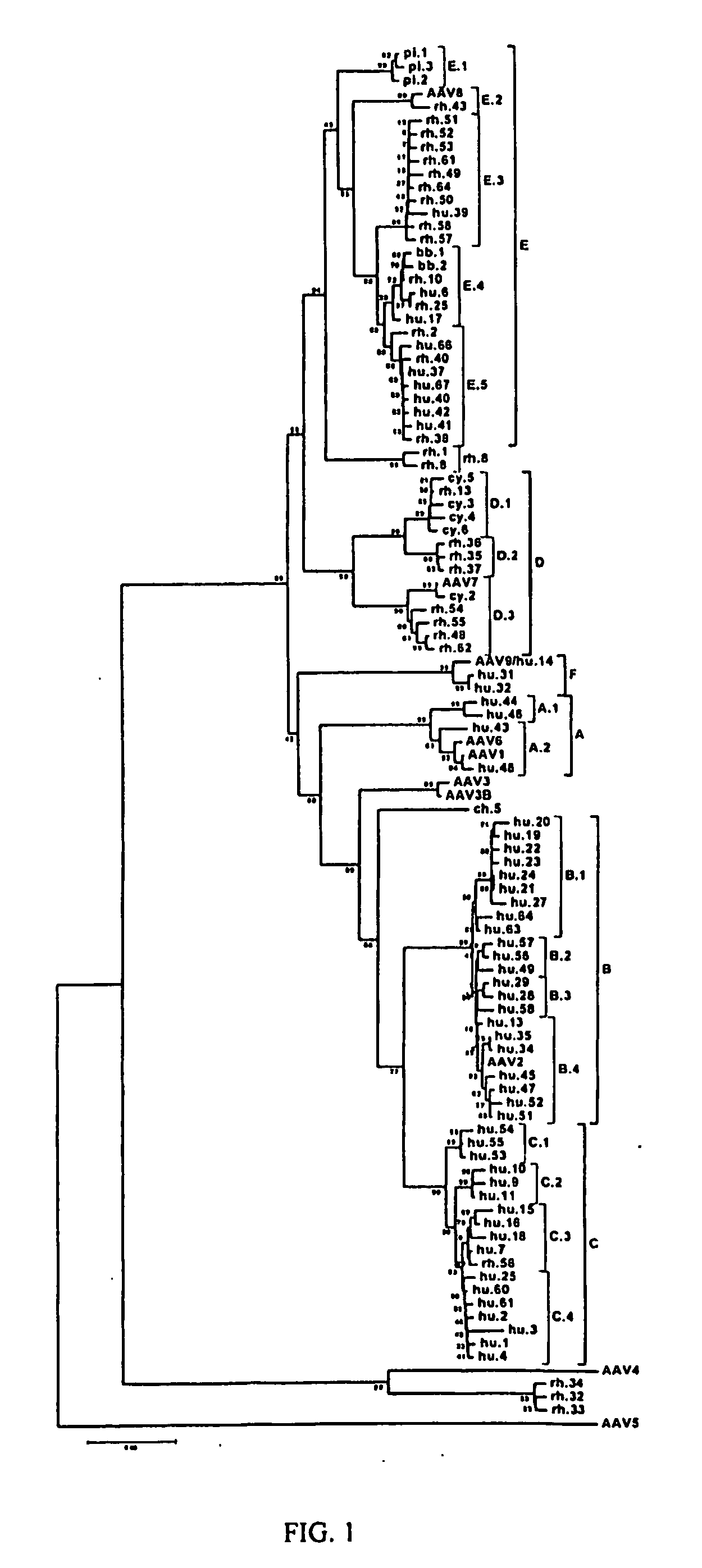 Adeno-associated virus (aav) clades, sequences, vectors containing same, and uses therefor