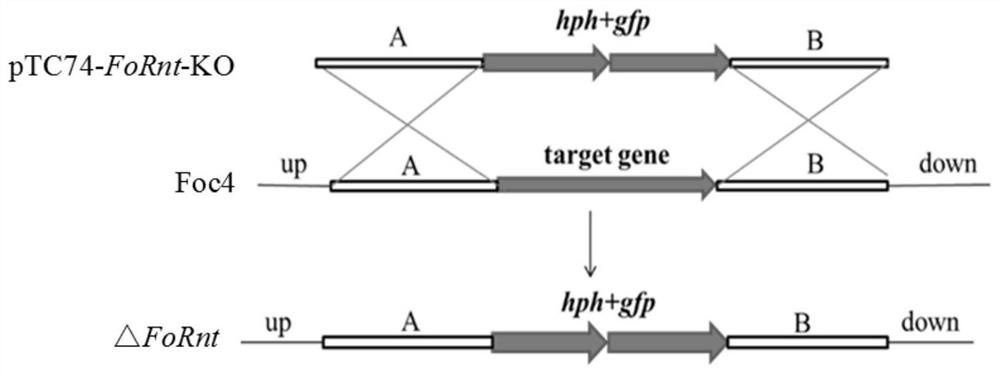 Application of gene fornt in regulating the pathogenicity of Fusarium wilt of banana