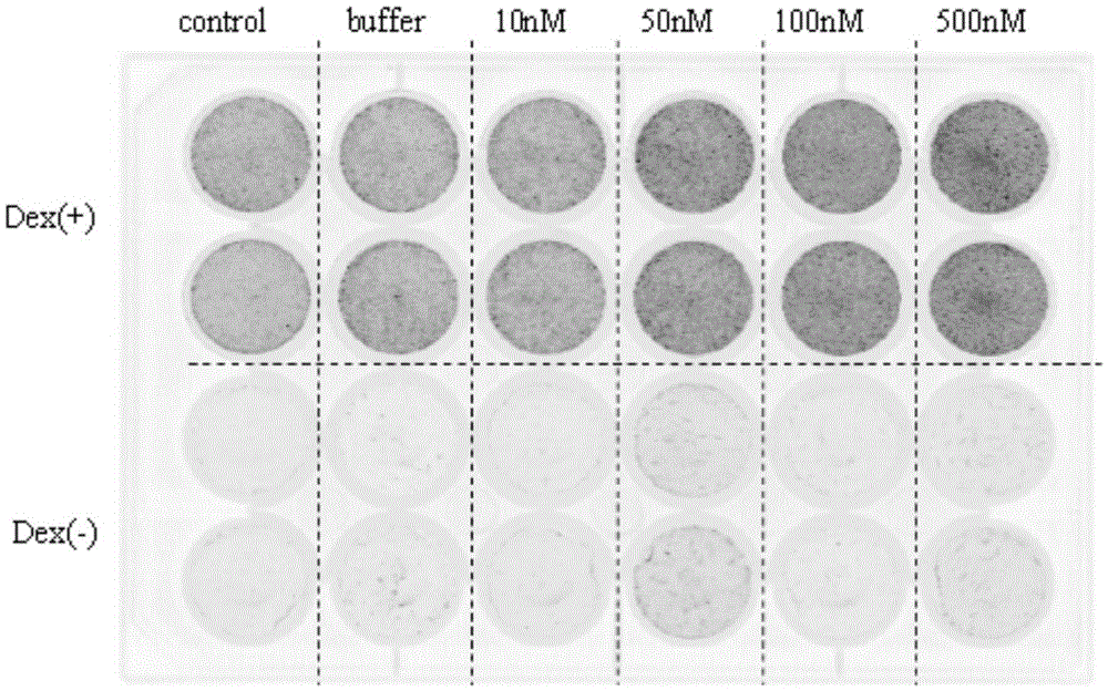 A method for improving the osteogenic differentiation ability of human mesenchymal stem cells