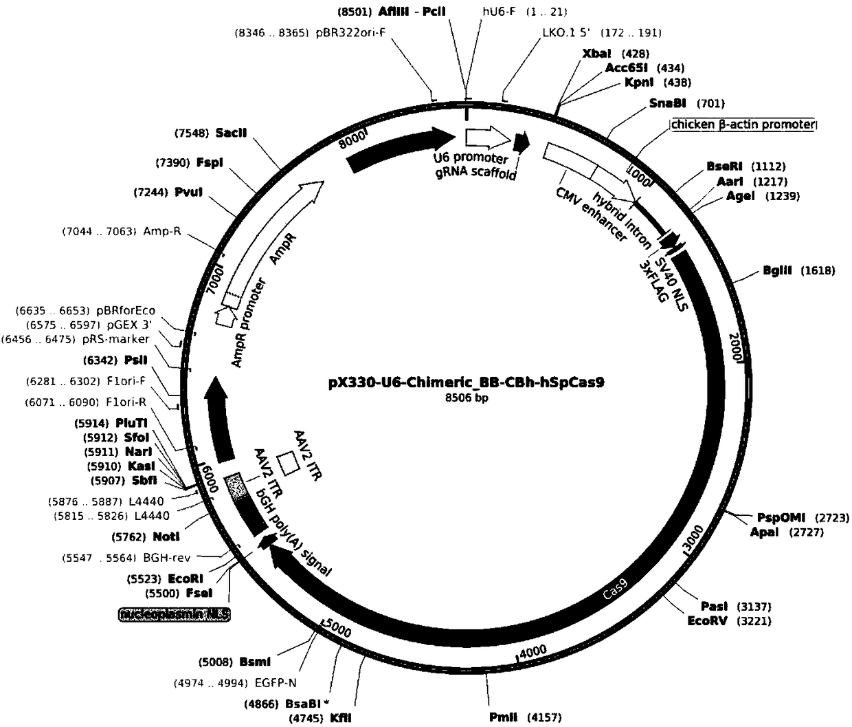 Method for knocking out GINS2 gene in mesenchymal stem cells using CRISPR-CAS system