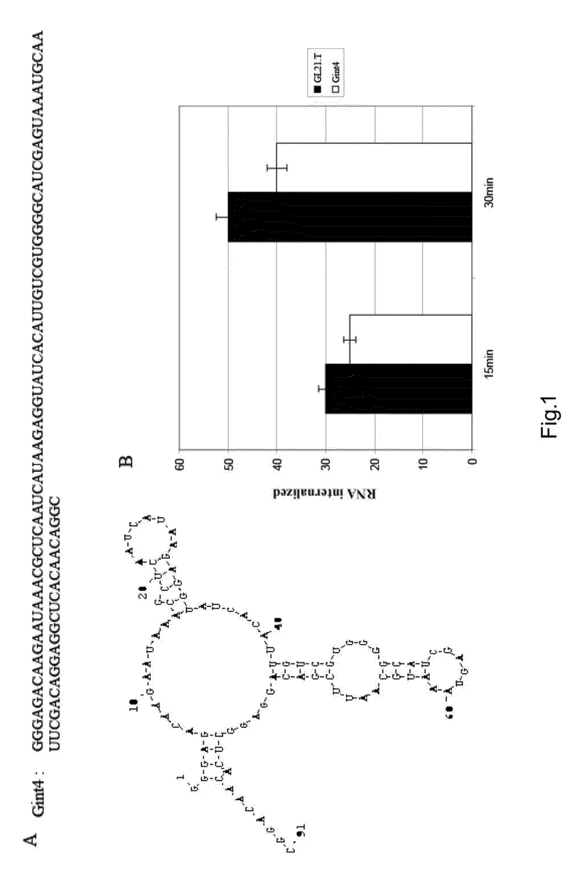 Neutralizing RNA aptamers against pdgfbeta and uses thereof in the therapy and diagnosis of hyperproliferative diseases