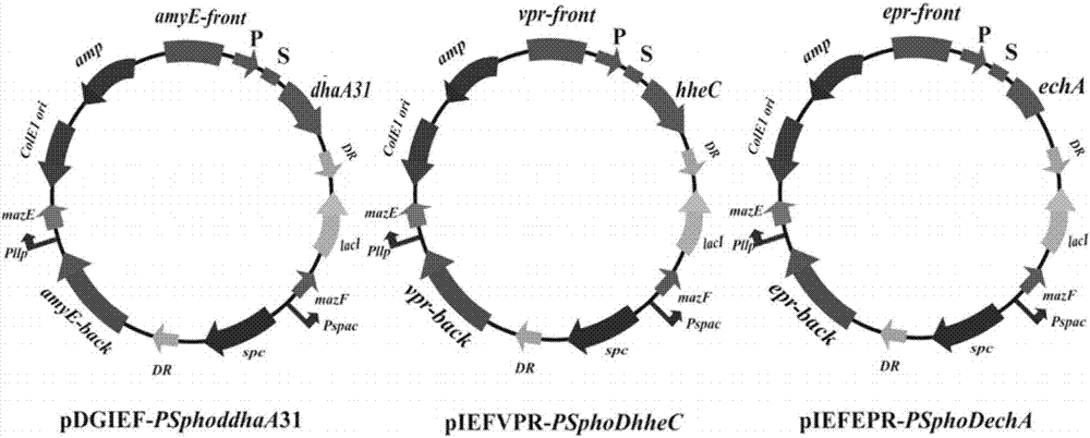 Method for degrading 1,2,3-TCP (trichloropropane) by engineered strain bacillus subtilis