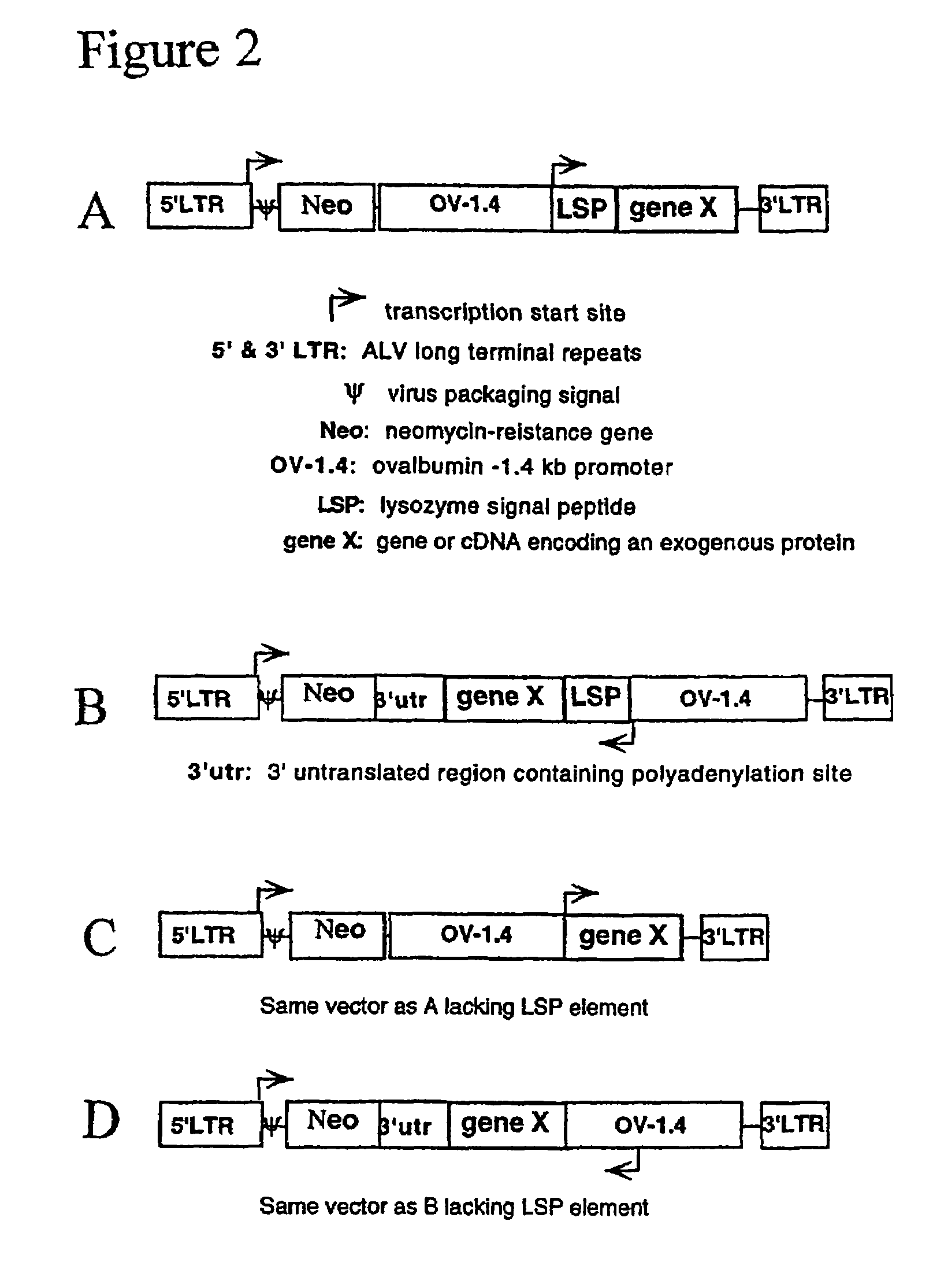 Avians expressing heterologous protein