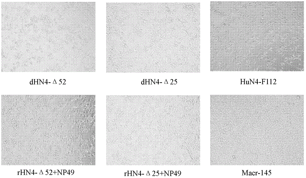 Genetic engineering marked attenuated vaccine strain of porcine reproductive and respiratory syndrome virus and application thereof