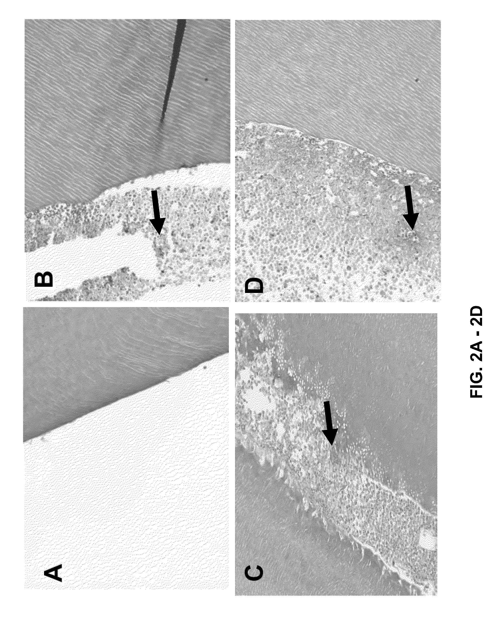 Compositions and methods for dental tissue regeneration