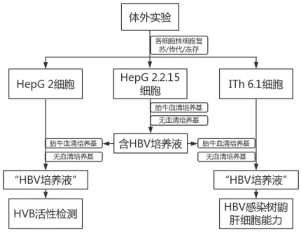 HBV infected tree shrew model construction method and tree shrew model