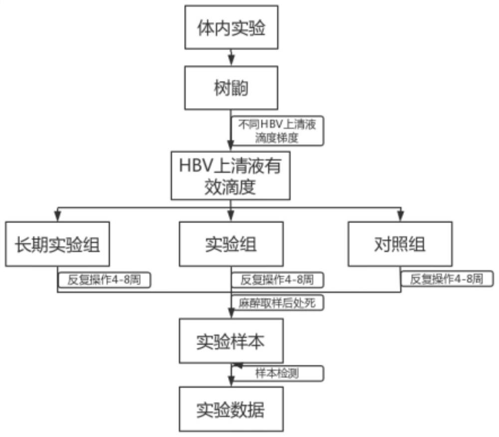 HBV infected tree shrew model construction method and tree shrew model