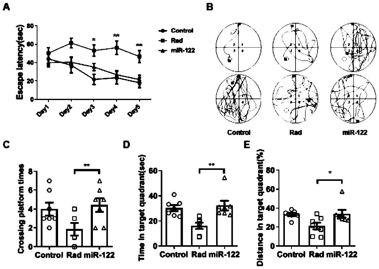 Application of miR-122 and inhibitor thereof to prevention/treatment of radiation-induced brain injury