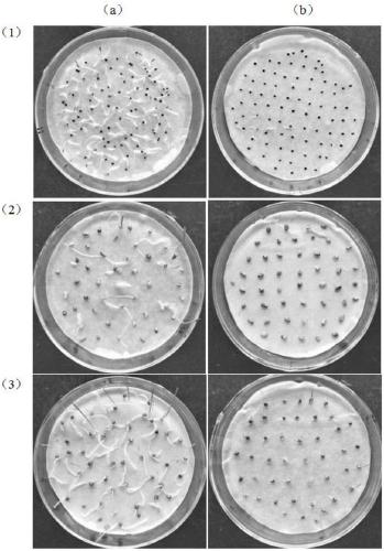 Application of pseudomonas fluorescens in prevention and removal of dicotyledonous weeds and powdery mildew, and bacterial agent, preparation method and use method of pseudomonas fluorescens