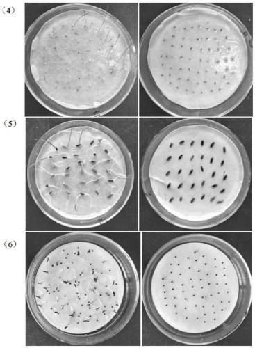 Application of pseudomonas fluorescens in prevention and removal of dicotyledonous weeds and powdery mildew, and bacterial agent, preparation method and use method of pseudomonas fluorescens