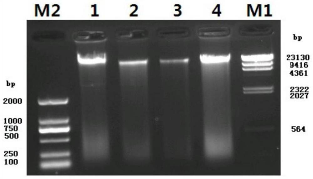 Strain identification method based on dunaliella core genome sequence