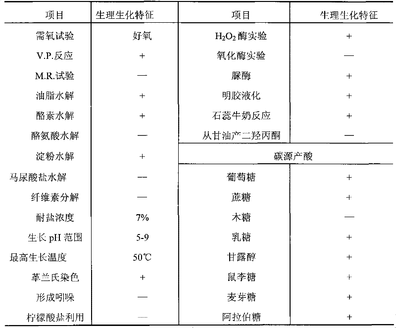 Bacillus subtilis and application thereof in biocatalytic production of L-lactic acid