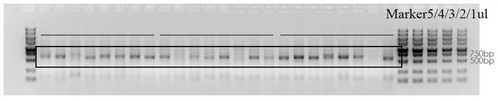 Neutralization activity monoclonal antibody of humanized anti-novel coronavirus (SARS-CoV-2)