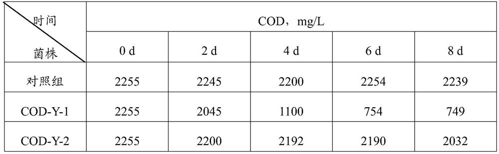 Anaerobic complex microbial inoculant for degrading COD (Chemical Oxygen Demand) in wastewater and application of anaerobic complex microbial inoculant