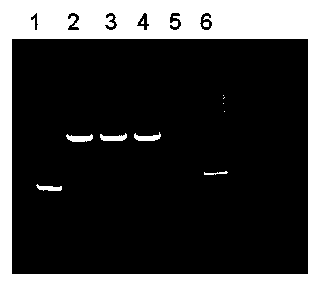 Plant seed expression system for single-chain antibody against CD20