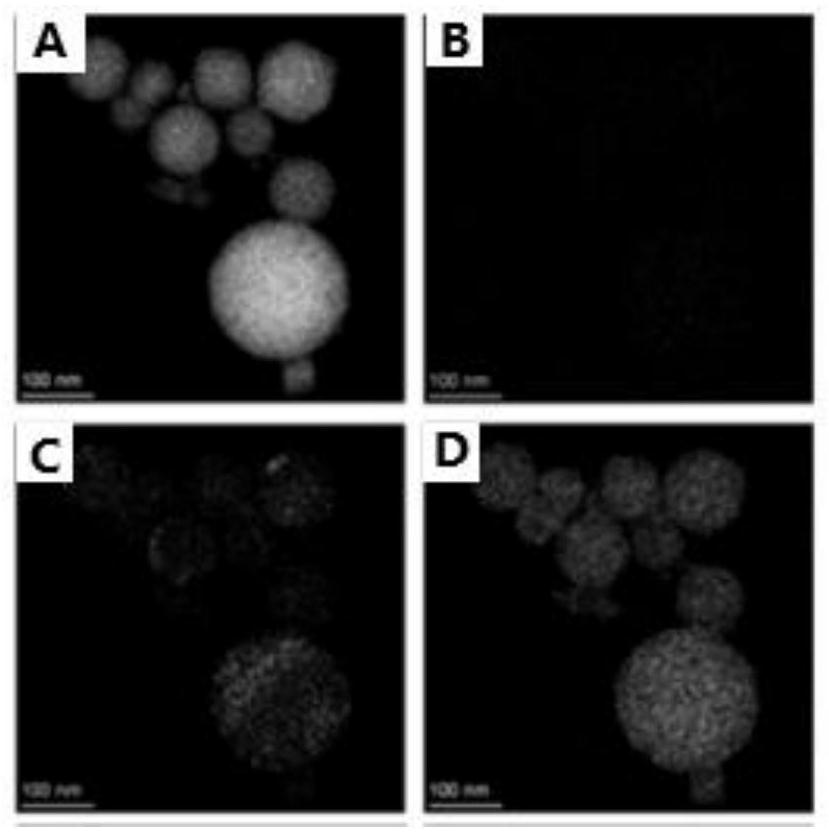 Photosensitive material, preparation method and application of photosensitive material in tumor photothermal combined immunotherapy